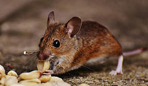 24 Hour & Emergency Exterminators in Mckeesport, PA